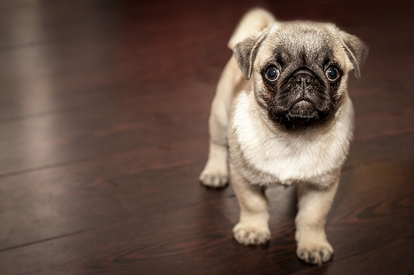 pug service dog